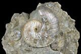 Iridescent Ammonite (Hoploscaphites) - South Dakota #180844-1